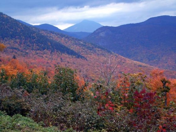 Fall colors are best when there is a moderate drought, but not so much of a drought that leaves wilt and curl up or fall off.
