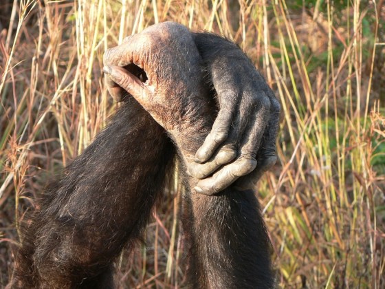 Image: Chimpanzees grasp wrists