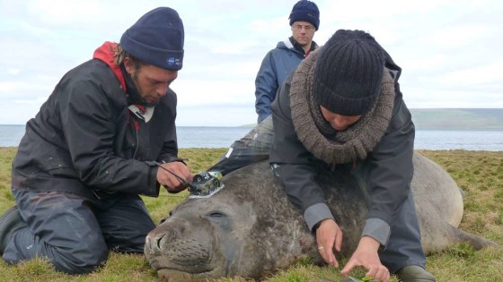 These devices included satellite tags that relayed temperature and other data, as well as sensors that monitored light and recorded the depth and lengths of dives. Shown here are researchers Kevin Coustaut, Nory El Ksabi and Jade Vacquie Garcia.