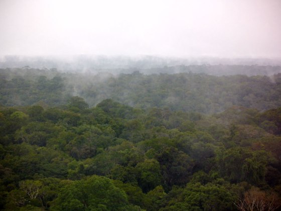 The Amazonian rain forest after a rain shower. The picture was taken from a measurement tower at ATTO site in March.