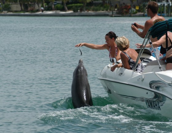 Boaters illegally feed Beggar the dolphin near Sarasota, Fla., in this undated photo.