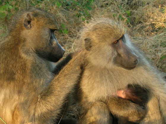 A new study found that baboons formed strong social bonds with long-term grooming partners, despite their dominance rank.