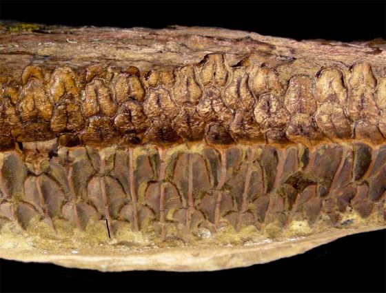 Huge plant-eating dinosaurs called hydrosaurids had complex teeth (a battery of teeth shown here) like horses, likely rivaling these and other mammals in their chomping abilities, suggests new research detailed in Friday's journal Science.