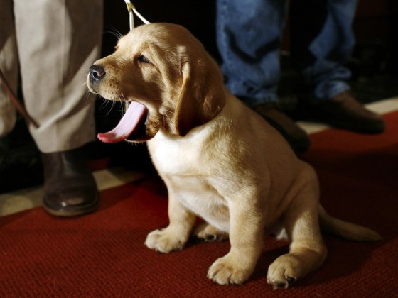 Image: Golden retriever puppy yawns during American Kennel Club's most popular purebred dog in America news conference in New York