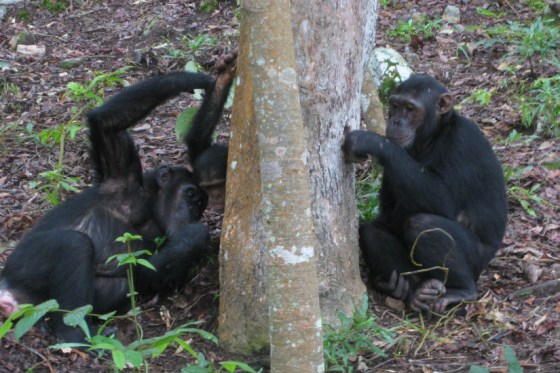 Chimpanzees use a little technology to do some "ant fishing" in this photo.