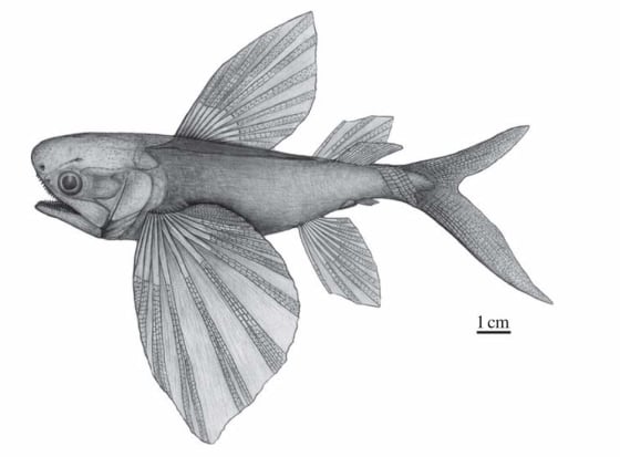 A drawing of what an ancient flying fish, Potanichthys xingyiensis, might have looked like more than 235 million years ago.
