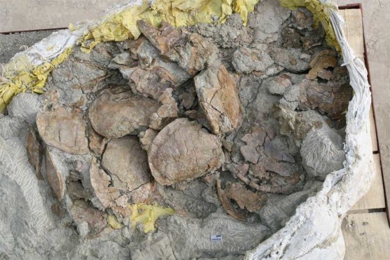 "This site has probably more than doubled the known number of individual turtles from the Jurassic," said University of Tubingen turtle expert Walter Joyce. "Some of the shells were stacked up on top of one another in the rock." Joyce added that this pile-up is called a bone bed.