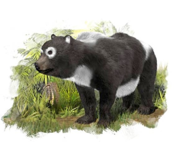 The oldest known ancestor of the giant panda lineage (Ailuropoda melanoleuca) lived about 11.6 million years ago in what is now Spain.