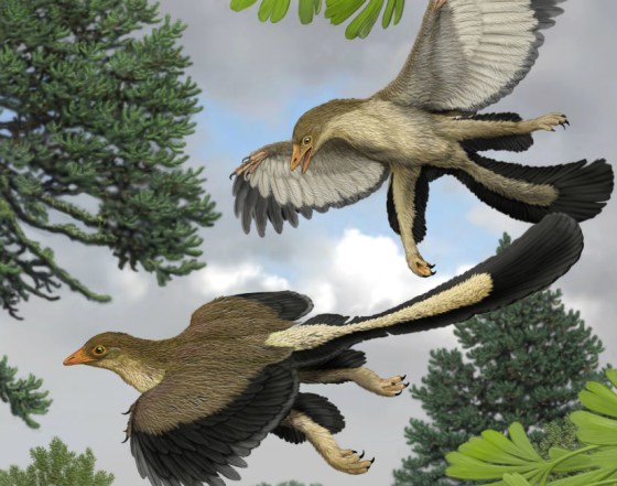 Archaeopteryx, illustrated here, had multiple layers of long flight feathers. "Where dinosaurs end and birds begin is a bit arbitrary," one expert explained.