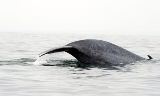 Image: Blue whale