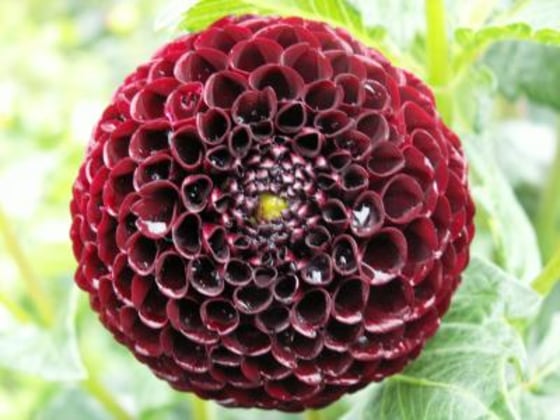 Dahlia variabilis hort. is a popular garden flower. Continuous dahlia breeding worldwide has led to the availability of a huge number of cultivars — 20,000 varieties — many of them showing red hues. Black hues of dahlia flowers occur rarely in comparison.