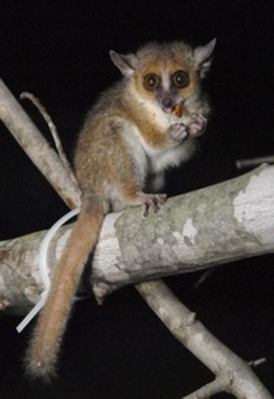 The gray mouse lemur.