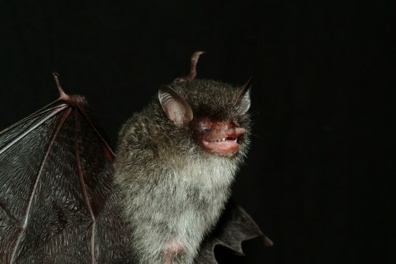 Beelzebub's tube-nosed bat.