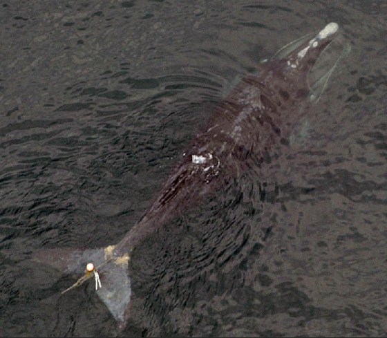 1-year-old female right whale with lobster gear lacerations
