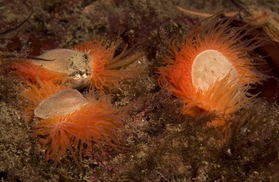 Image: Flame shells