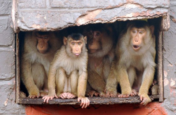 Uh-oh, it's really coming down out there! Some zoo animals, like these monkeys, will seek shelter in human-made enclosures when a storm approaches.