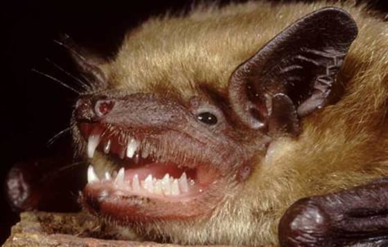 Bats (a little brown bat is shown here) been shown to carry a number of harmful infections, including rabies and viruses related to SARS (severe acute respiratory syndrome).