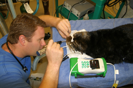 Pacific veterinarian Lance Adams ("Aqua doc") performs a procedure on a sea otter at Molina Animal Care Center located at Aquarium of the Pacific in California.