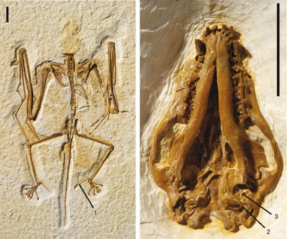 The scientists who discovered Onychonycteris finneyi, the oldest known bat fossil, concluded that the prehistoric species could fly but that the sonar sense didn't evolve until later. But a recent study reinvigorated the echolocation-versus-flying timeline debate. 