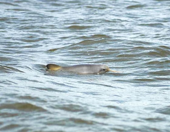 A franciscana dolphin off the South American coast. 
