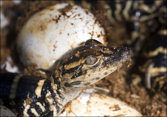 iStockPhoto | Success Story
To figure out how alligators and their ancestors have survived for millions of years under varying oxygen conditions, researchers incubated three separate groups of alligator eggs, exposing them to environments containing 12 percent, 21 percent, and 30 percent oxygen. The results of the study could help explain how dinosaurs once rose to dominate the Earth. |