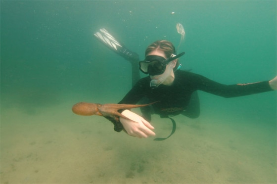 Researcher Renata Pronk catching and releasing the so-called gloomy octopus, which has a body length of about 10 inches and arms reaching about 31 inches.