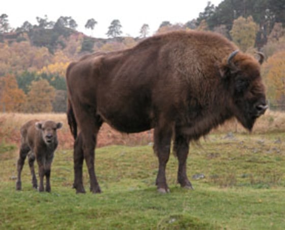 Despite growing numbers, the European bison is not out of the woods yet.