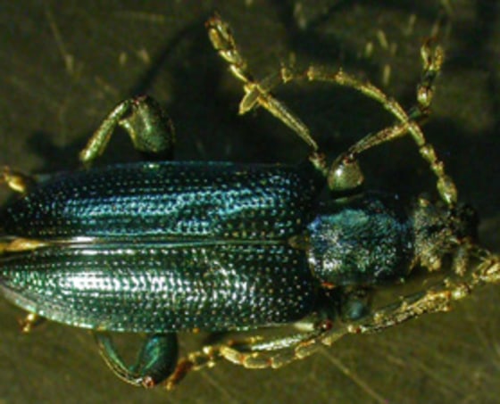 A 600,000-year-old leaf beetle, Plateumaris sp., is shown as it was recovered after being preserved in a slightly acidic and watery environment.