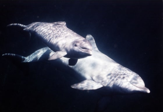 images of dolphins sleeping