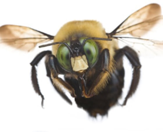 Bumblebees have swift color vision, enabling them to buzz around at top speed while taking everything in.