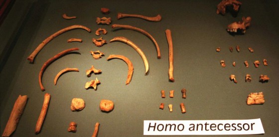 Homo antecessor was the last common ancestor between the African lineage that gave rise to our species and Neanderthals.