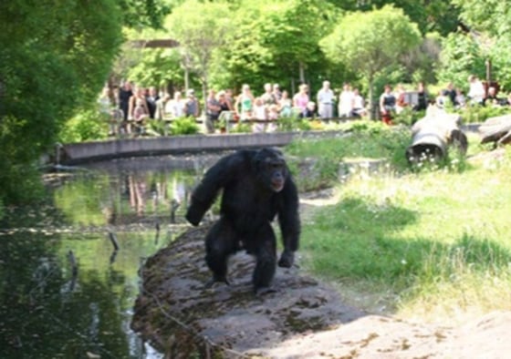 Mathias Osvath/Current Biology | Stone-Throwing Chimp
The male chimpanzee displays with a stone in his left hand. The forceful bipedal locomotion and the pilo-erection (hair on end) are signs of agitation.