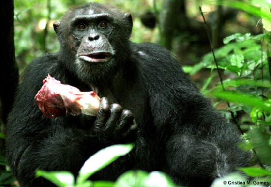 Cristina M. Gomes | Got the Goods
Sagu, an adult male chimpanzee, holding the rib case of a red colobus monkey he caught. A new study based on Sagu and other wild chimpanzees in the Tai National Park in West Africa found wild male chimpanzees exchange meat for sex with females on a long-term basis.