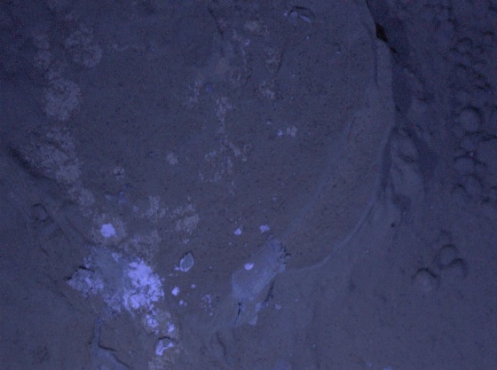 This image of a Martian rock illuminated by ultraviolet LEDs (light emitting diodes) is part of the first set of nighttime images taken by the Mars Hand Lens Imager (MAHLI) camera at the end of the robotic arm of NASA's Mars rover Curiosity. MAHLI took the images on Jan. 22, 2012 (PT).
