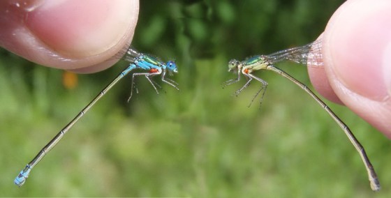 A more masculine female damselfly (left) appears beside its more feminine counterpart.