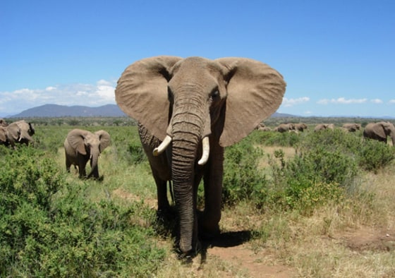 Built-In Cell Phone
Researchers at Disney's Animal Kingdom outfitted elephants with a GPS system and recorder attached to a collar made out of fire hose to monitor the rumblings of the animals. The elephants emit the rumblings to communicate with other elephants far away. Here, 27-year-old Moyo and her 5-year-old male son, Tufani, are shown.