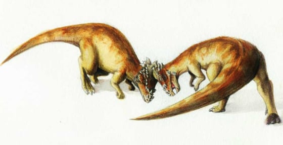 A bison-like head-shoving between two Pachycephalosaurus dinos.