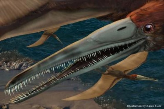 A pterosaur that flew above what is now the Dallas-Fort Worth area (which was covered by a sea millions of years ago) was identified from its fossilized jaw.