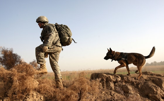 Image: U.S. Armed Forces Military Working Dogs (MWD) units patrol war torn Iraq