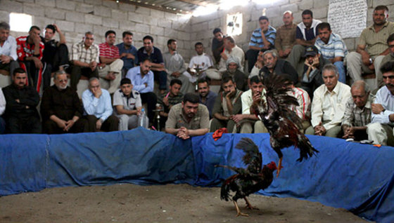 Image: An underground cockfighting den in a suburb of Baghdad. While betting is not legal, it is widely praticed at the fights.
