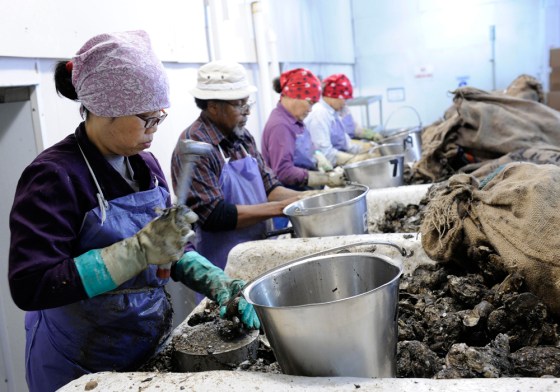 Image: Workers shuck oysters