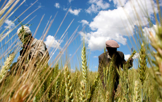 Image: Ethiopian farmers collect wheat in their field in Abay