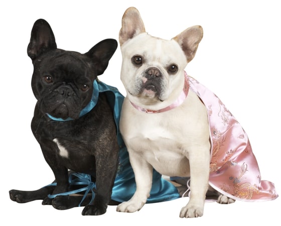 Image: dogs Francesca and Sharkey