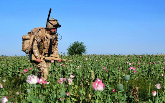 Image: sniper moves through poppy field