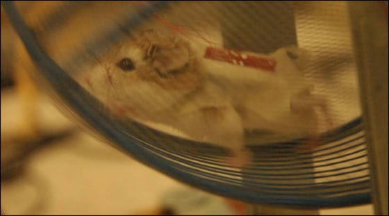 Zhong Lin Wang | Wheel Power This image show an experimental test of piezoelectric nanowires that harness a hamster's wheel-turning energy into usable power. Fifty nanowires bundled together would be about the width of a single human hair.