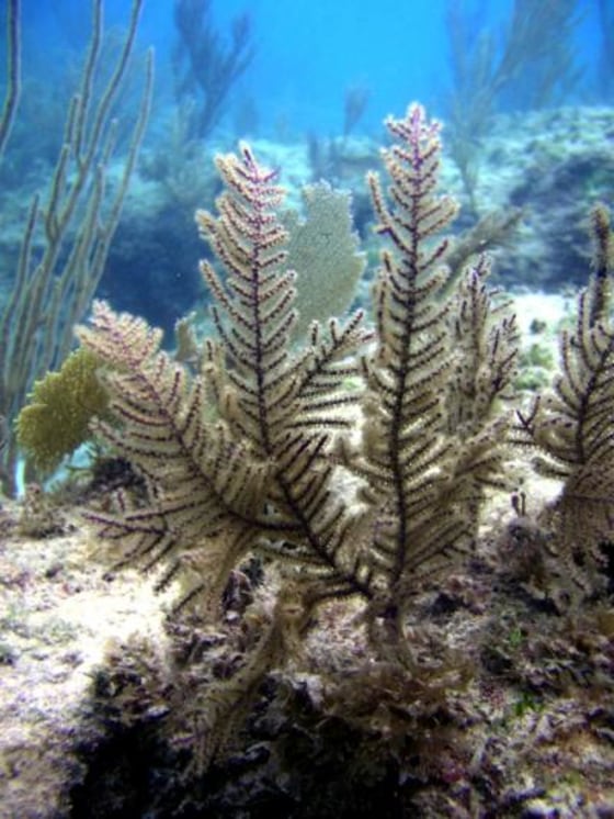 A colony of Antillogorgia elisabethae coral in the Bahamas suffers long-term effects after injury.