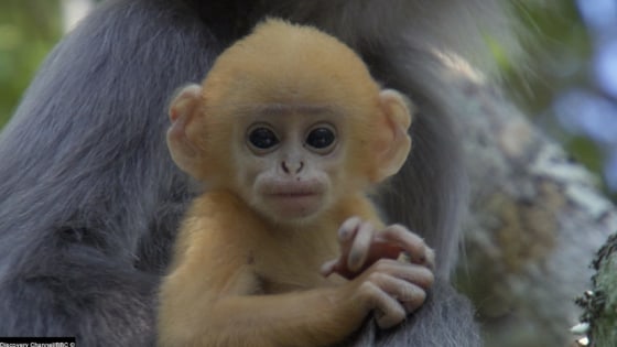 All Phayre's leaf monkeys share an orange hue in their infancy to make it easier for their parents to keep track of them.