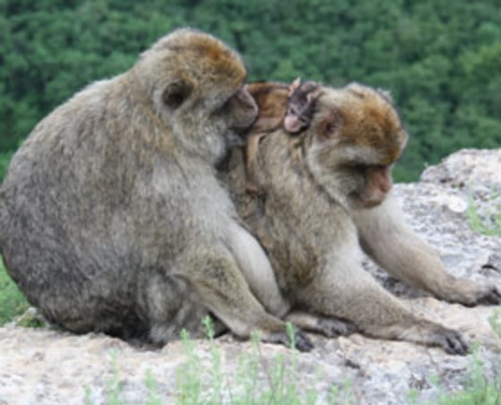 Baby-hauling males were more stressed out because the often-crying infants got on the carriers' nerves.