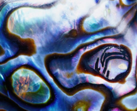 The chief natural sources of mother of pearl are the pearl oyster, freshwater pearl mussels and abalone shell, shown here.