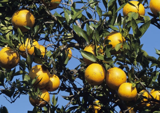 Getty Images | Warding Off Frost
Adapting radar technology originally used to detect and identify aircraft, Raytheon has developed a device that delivers radar waves to stop crops from freezing.